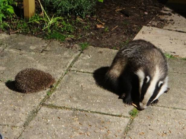 BADGER &amp; HEDGEHOG 01